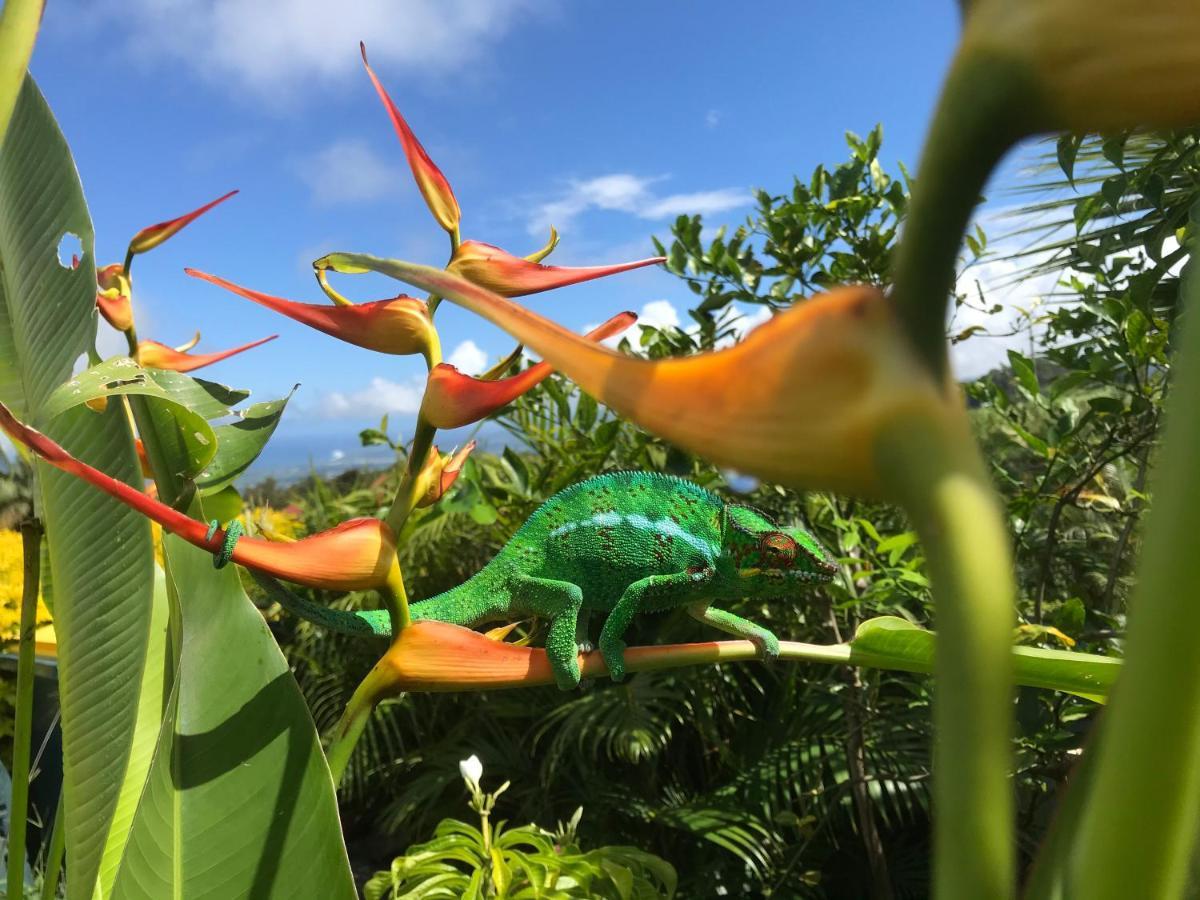 Plumeria Holidays 圣皮埃尔 外观 照片